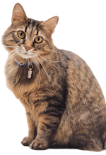 Kat met huisdierverzorging producten