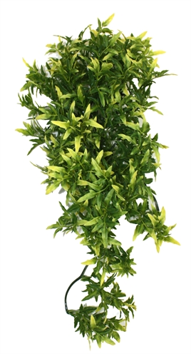 KOMODO Croton Plant 40 cm – Realistische Terrariumbegroeiing