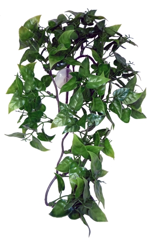 KOMODO Philodendron Plant 30 cm – Hangplant voor Terrarium